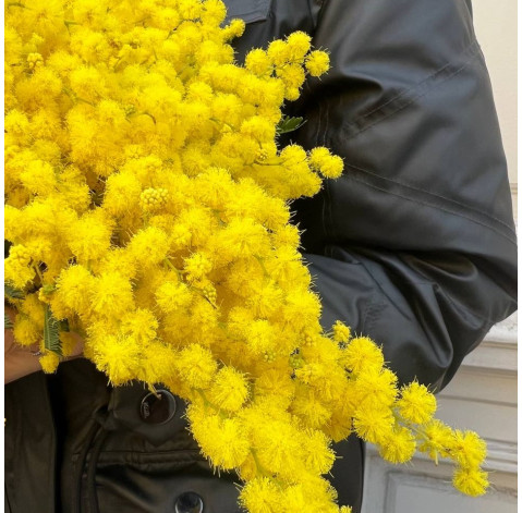 Mimosa 2 Flower delivery