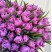 Тюльпан пионовидный Дабл Прайс доставка цветов ракурс Тюльпан пионовидный Дабл Прайс 1 доставка цветов ракурс