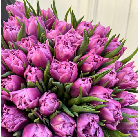 Букет 51 тюльпан Дабл прайс 2 доставка цветов