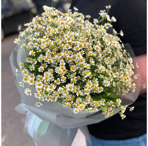 Букет 25 ромашок танацетум 5 доставка квітів