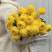 Chrysanthemum yellow local Flower delivery foreshortening Chrysanthemum yellow local 1 Flower delivery foreshortening