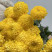 Chrysanthemum yellow local Flower delivery foreshortening Chrysanthemum yellow local 2 Flower delivery foreshortening