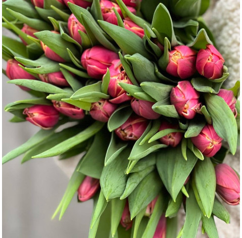 Тюльпан півонієподібний Коламбус 3 доставка квітів