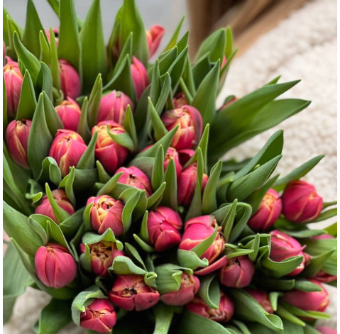 Тюльпан півонієподібний Коламбус 2 доставка квітів