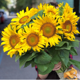 Букет 11 подсолнухов (местных) доставка цветов