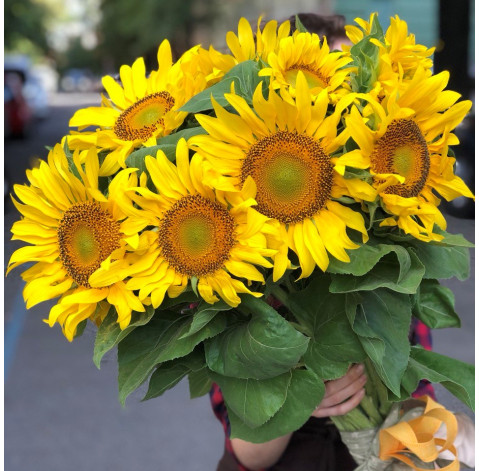 Bouquet of 11 sunflowers (local) 1 Flower delivery