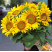 Букет 11 соняхів (місцевих) 1 доставка квітів ракурс