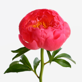 Coral Peony Coral Sunset Flower delivery
