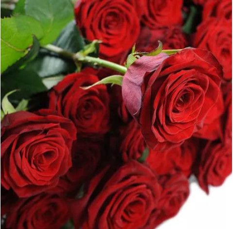 Rose Red Naomi 40 cm 1 Flower delivery