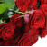 Rose Red Naomi 40 cm 1 Flower delivery foreshortening