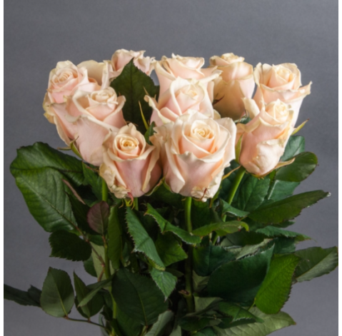 Talea Rose 1 Flower delivery