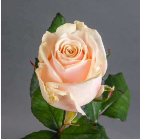 Talea Rose 2 Flower delivery