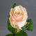 Talea Rose Flower delivery foreshortening Talea Rose 2 Flower delivery foreshortening