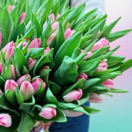Тюльпан рожевий доставка квітів Тюльпан рожевий доставка квітів
