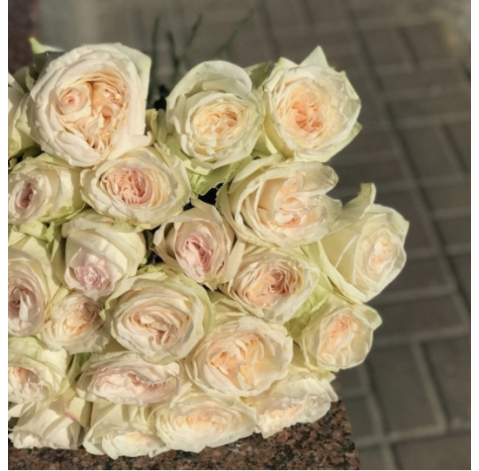 Rosa White Ohara 4 Flower delivery